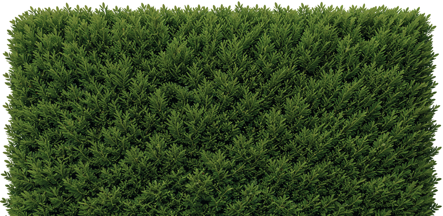 buisson du footer